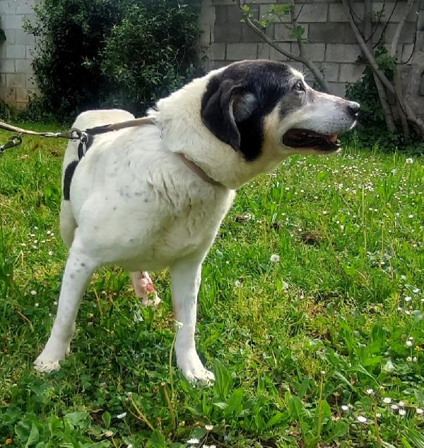 VALERIO TENERA ADOZIONE DEL CUORE Foto 4